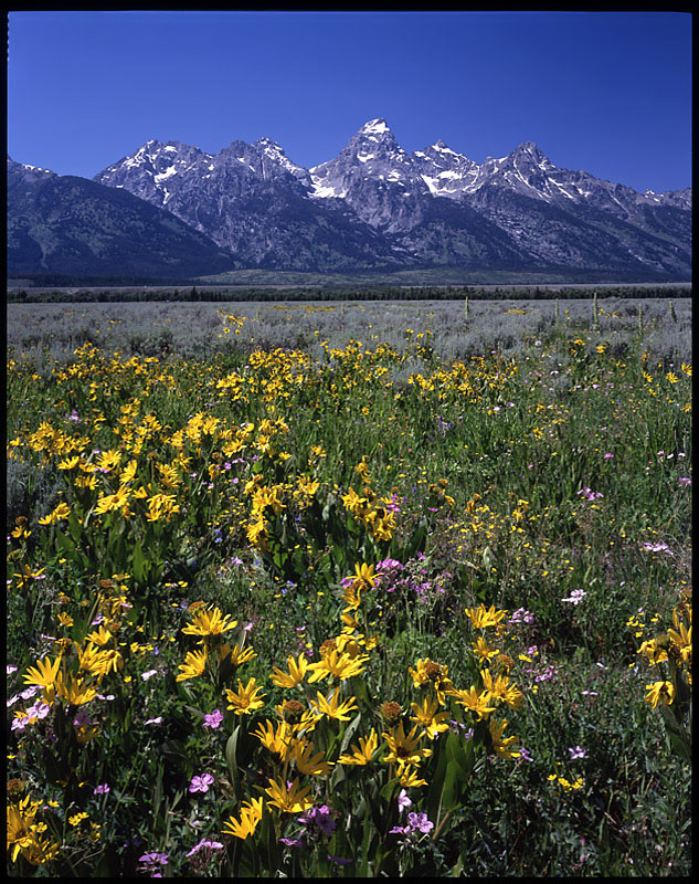 teton_flower_s