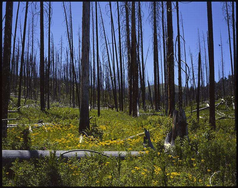 wflower_burn_yellow_s