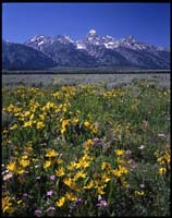 teton_flower_s