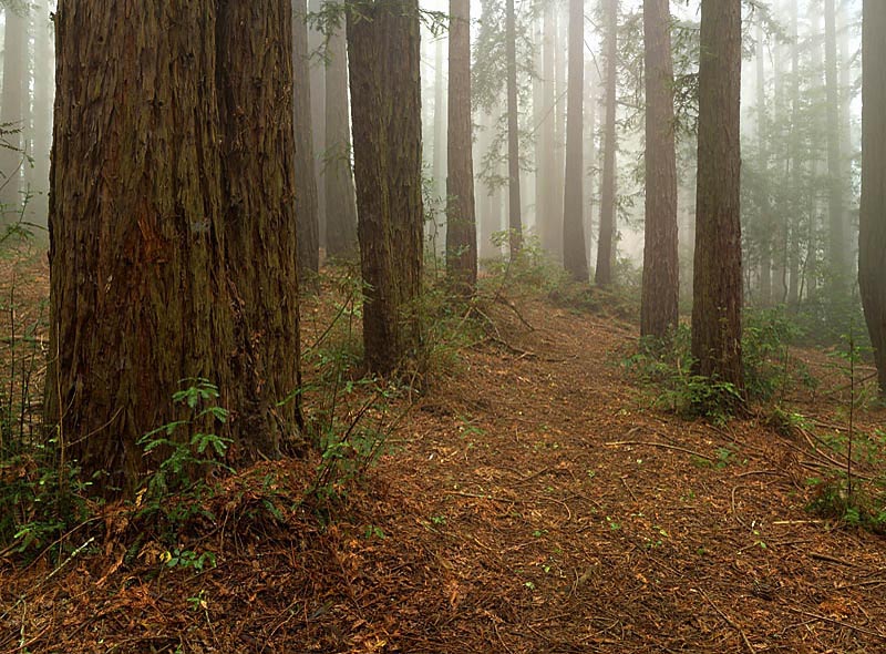 redwood6b