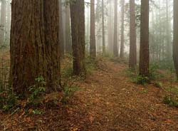 redwood6b